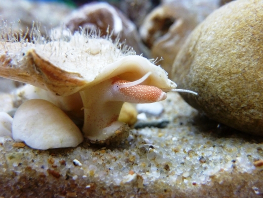 Eine als Pelikanfuß bekannte Meereschnecke (Aporhais pespelicani); (Hermann Neumann; SaM)
